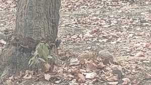 Pasan Forest Range Korba