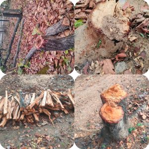 "कोरबा के जंगलों में वन माफियाओं द्वारा पेड़ों की अवैध कटाई,